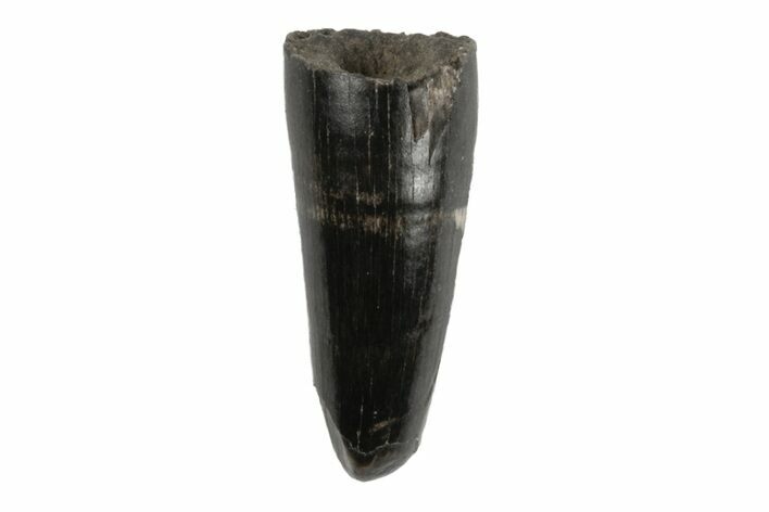 Cretaceous Boreal Crocodile Tooth - Hell Creek Formation #218557
